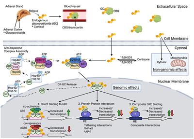 Corticosteroid Treatment-Resistance in Myasthenia Gravis